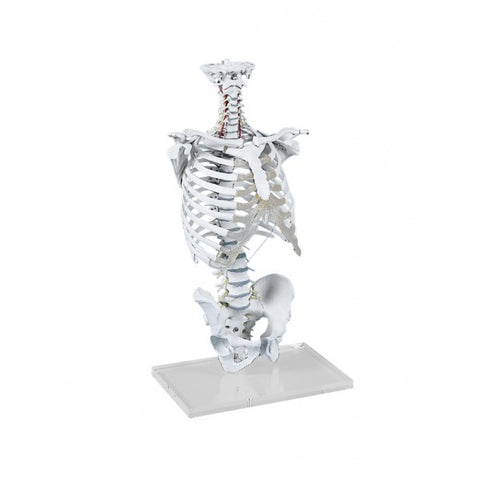 Vertebral Column with Thoracic Cage