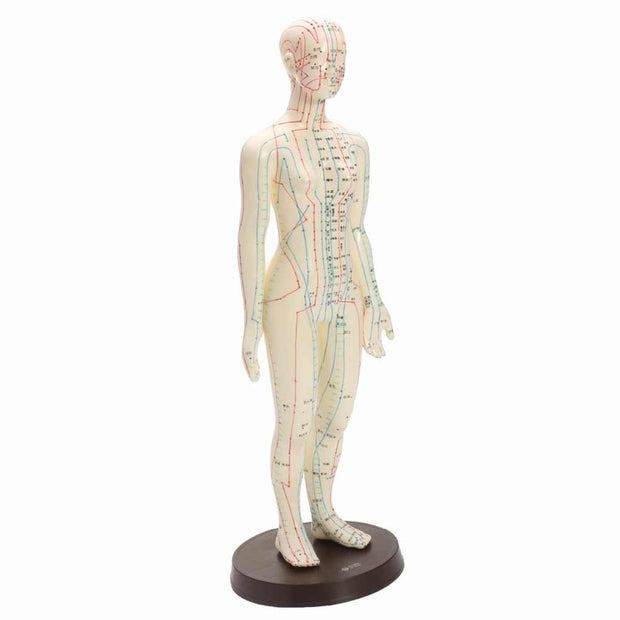 Acupuncture Educational Male Model