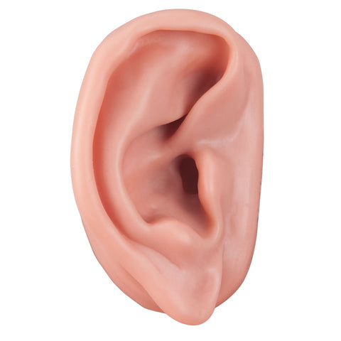 Ear Acupuncture Model